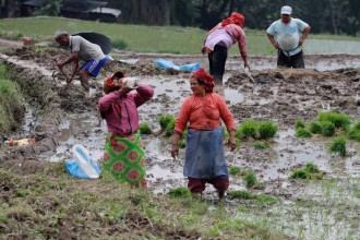 रामेछापमा अझै हुन सकेन धान रोपाइँ, खडेरीले बाली सुक्यो